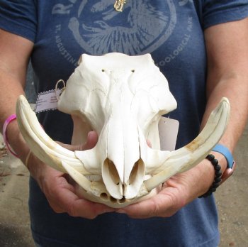 Real 13 inch long African Warthog Skull for sale with 5-3/4 inch Ivory tusks - $115