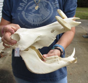 Real 13 inch long African Warthog Skull for sale with 5-3/4 inch Ivory tusks - $115