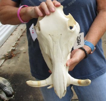 Real 13 inch long African Warthog Skull for sale with 5-3/4 inch Ivory tusks - $115