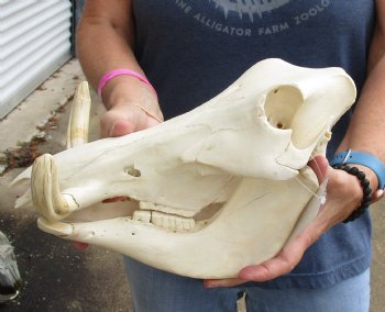 Real 13 inch long African Warthog Skull for sale with 5-3/4 inch Ivory tusks - $115