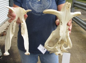 Real 13 inch long African Warthog Skull for sale with 5-3/4 inch Ivory tusks - $115