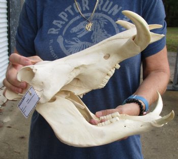 Real 14 inch long African Warthog Skull for sale with 7 inch Ivory tusks - $135