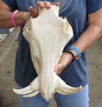 Real 14 inch long African Warthog Skull for sale with 7 inch Ivory tusks - $135