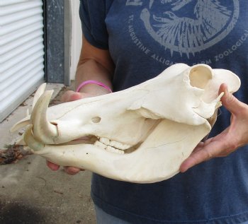 Real 14 inch long African Warthog Skull for sale with 7 inch Ivory tusks - $135