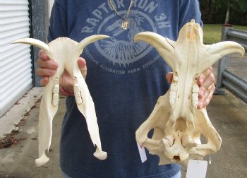 Real 14 inch long African Warthog Skull for sale with 7 inch Ivory tusks - $135