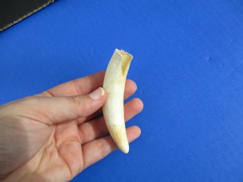 3-5/8" Alligator Tooth - $20