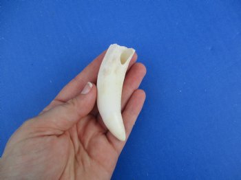 3-1/2" Alligator Tooth - $20