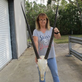 15" Gemsbok Skull with 37" Horns - $160