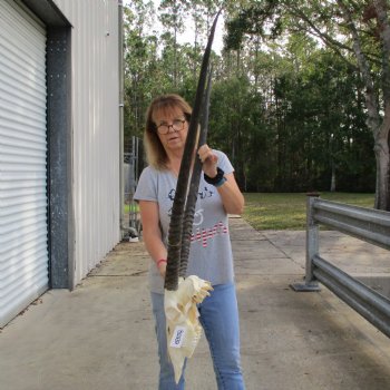 15" Gemsbok Skull with 37" Horns - $160