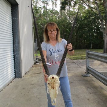 15" Gemsbok Skull with 37" Horns - $160