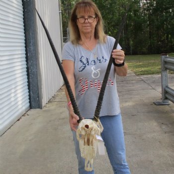 14" Gemsbok Skull with 30" Horns - $150