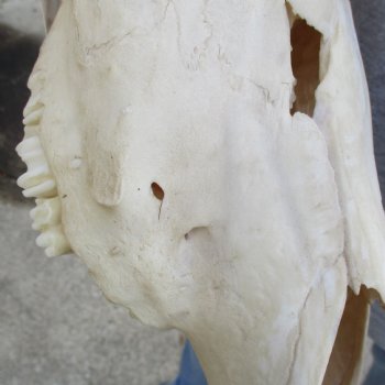 14" Gemsbok Skull with 30" Horns - $150