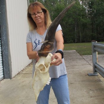 30" Horns on 17" Male Eland Skull - $150