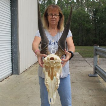 30" Horns on 17" Male Eland Skull - $150