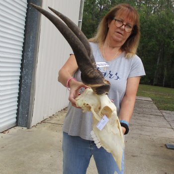 30" Horns on 17" Male Eland Skull - $150