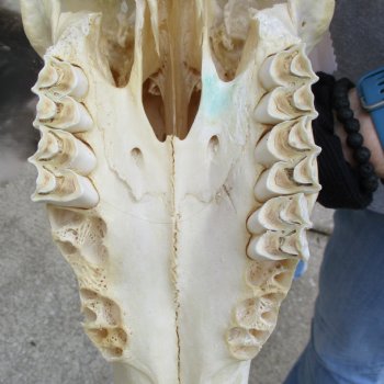 30" Horns on 17" Male Eland Skull - $150