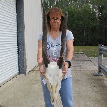 23" & 26" Horns on 18" Female Eland Skull - $125