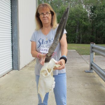 23" & 26" Horns on 18" Female Eland Skull - $125