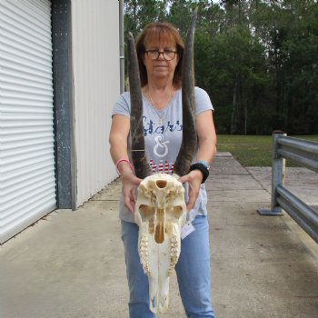 23" & 26" Horns on 18" Female Eland Skull - $125