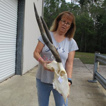 23" & 26" Horns on 18" Female Eland Skull - $125