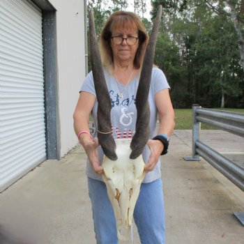 26" & 27" Horns on 16" Female Eland Skull - $125