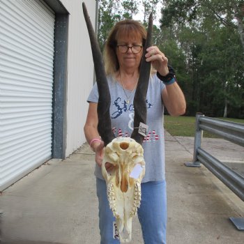 26" & 27" Horns on 16" Female Eland Skull - $125