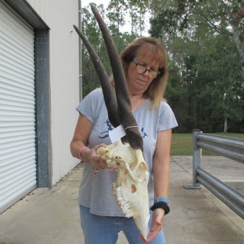 26" & 27" Horns on 16" Female Eland Skull - $125