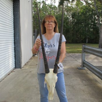 15" Gemsbok Skull with 33" Horns - $150