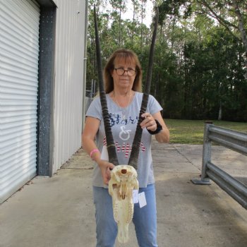 15" Gemsbok Skull with 33" Horns - $150