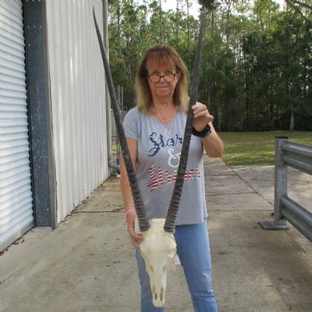 15" Gemsbok Skull with 36" Horns - $150