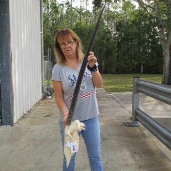 15" Gemsbok Skull with 36" Horns - $150