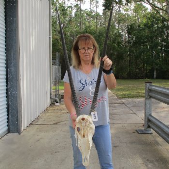 15" Gemsbok Skull with 36" Horns - $150