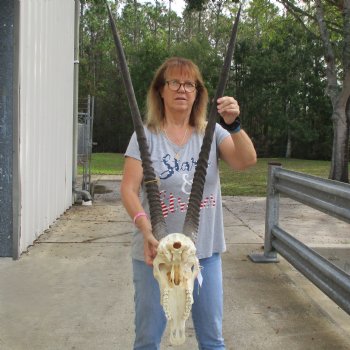 16" Gemsbok Skull with 35" Horns - $150