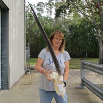 16" Gemsbok Skull with 35" Horns - $150