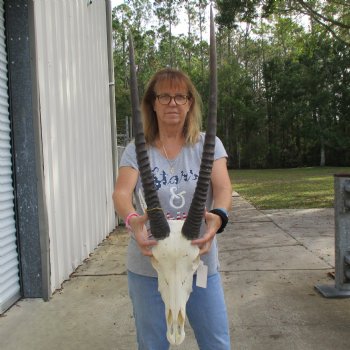 15" Gemsbok Skull with 28" & 32" Horns - $150