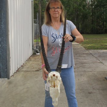 15" Gemsbok Skull with 28" & 32" Horns - $150