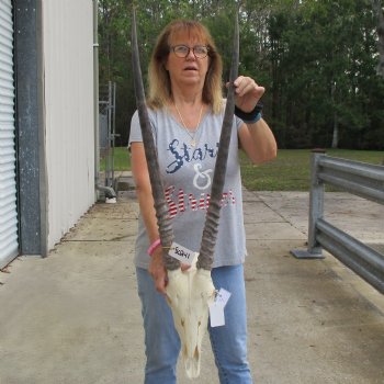 14" Gemsbok Skull with 30" Horns - $150