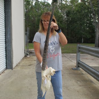 14" Gemsbok Skull with 30" Horns - $150