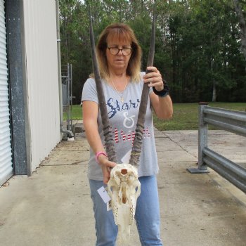 14" Gemsbok Skull with 30" Horns - $150