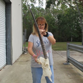 14" Gemsbok Skull with 30" Horns - $150