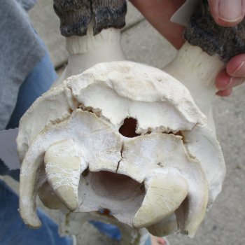 14" Gemsbok Skull with 30" Horns - $150