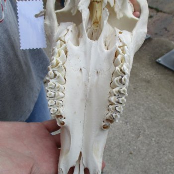 14" Gemsbok Skull with 30" Horns - $150