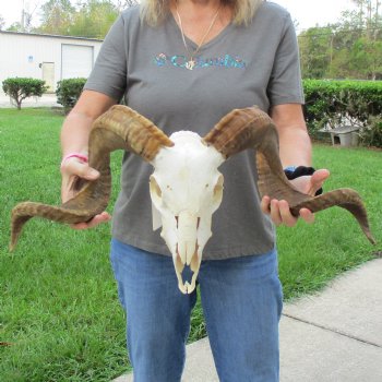 11" African Merino Ram/Sheep Skull with 29" Horns - $180 