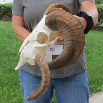 11" African Merino Ram/Sheep Skull with 29" Horns - $180 