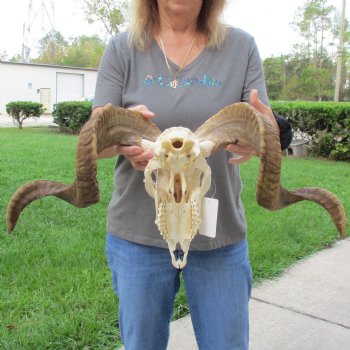 11" African Merino Ram/Sheep Skull with 29" Horns - $180 