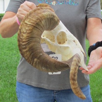 11" African Merino Ram/Sheep Skull with 29" Horns - $180 