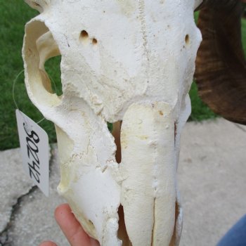 11" African Merino Ram/Sheep Skull with 29" Horns - $180 