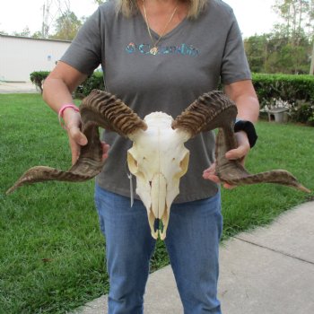 10" African Merino Ram/Sheep Skull with 29" Horns - $190 