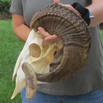 10" African Merino Ram/Sheep Skull with 29" Horns - $190 