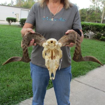 10" African Merino Ram/Sheep Skull with 29" Horns - $190 